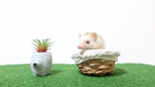 ハリネズミカフェが許せないのは動物愛護の精神を無視していると思うから 