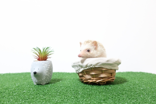 ハリネズミカフェが許せないのは動物愛護の精神を無視していると思うから 