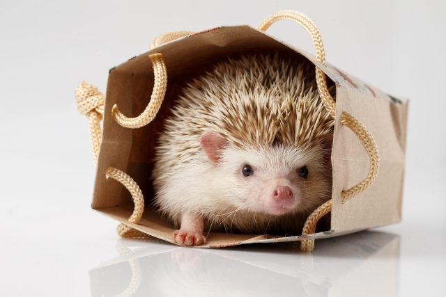袋に入ったハリネズミ