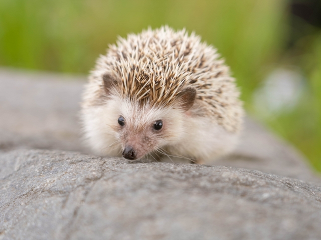 ハリネズミ